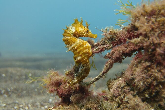 Guided Snorkelling Experience in South of Gran Canaria - Who this snorkelling trip fits best