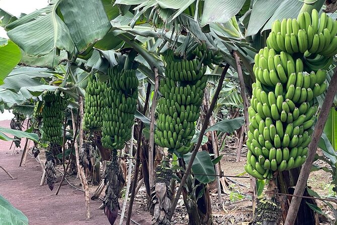 Guided tour of the Banana World - Trasmontaña and the Gran Canaria Banana Museum in an 1804 house
