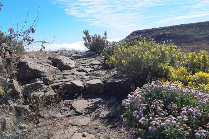 Hiking experience in the north of Gran Canaria - Price and Value: Is $84.11 a Good Deal for This Day?