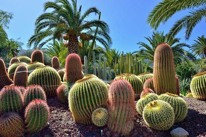 Las Palmas, Botanical Garden & Bandama Crater tour - Gran Canaria - Stop 2: Jardin Botanico Viera y Clavijo—quick flora time with free entry