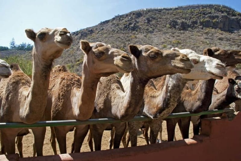 Maspalomas: 2-Seater E-Scooter Dunes Tour with Camel - Should you book it? My honest take
