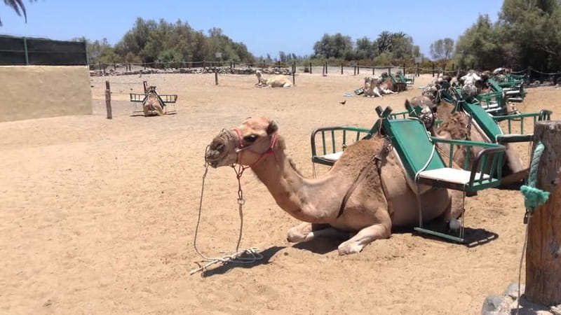 Maspalomas: 2-Seater E-Scooter Dunes Tour with Camel - Meeting Cita Bike Hire: Where the ride really starts