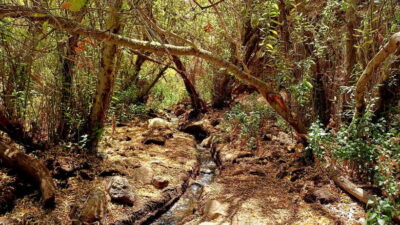 Maspalomas: Barranco de los Cernicalos Rainforest Hike - Inés and Juanjo: the two-guide setup that makes the walk personal