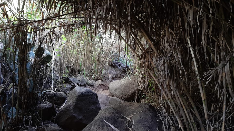 Maspalomas: Barranco de los Cernicalos Rainforest Hike - The walk specs: 8–9 km, 300 m unevenness, easy–medium