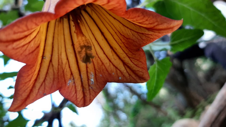 Maspalomas: Barranco de los Cernicalos Rainforest Hike - Stop by stop: what happens during the Barranco de los Cernícalos portion