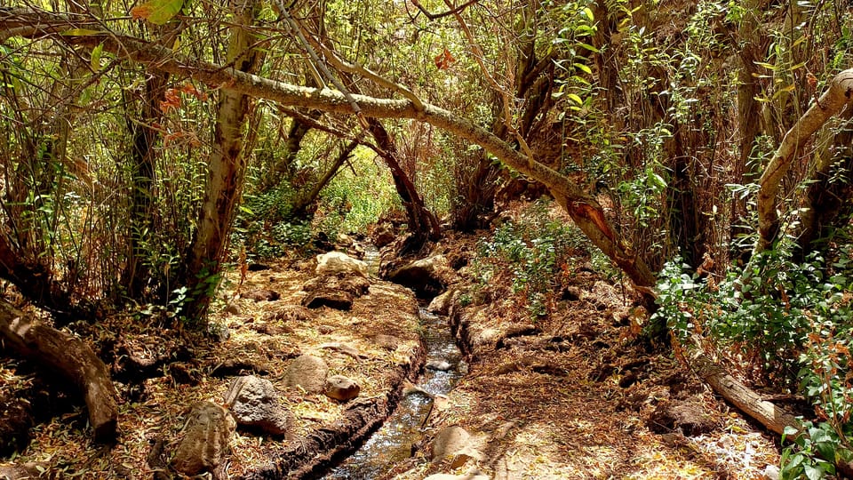 Maspalomas: Barranco de los Cernicalos Rainforest Hike - Endemic species learning: how this hike teaches you to look