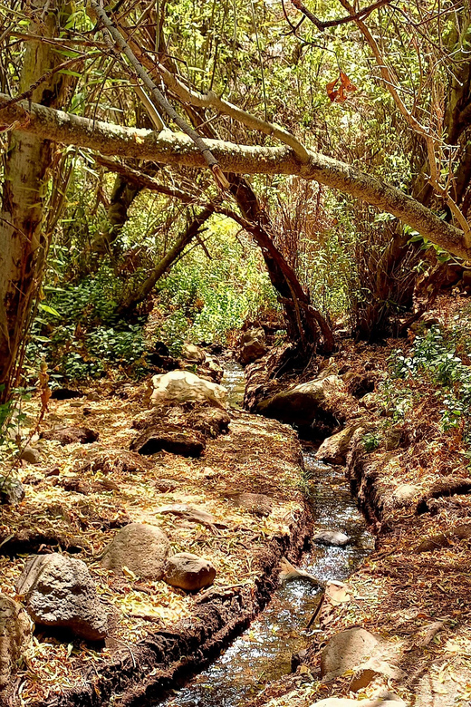 Maspalomas: Barranco de los Cernicalos Rainforest Hike - Price and value: what $93 buys you (and what it doesn’t)