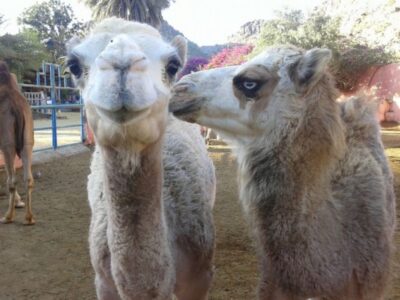 Maspalomas: Guided Camel Ride in the Maspalomas Sand Dunes - Before You Ride: Check-In, Waiting, and Mounting Safely