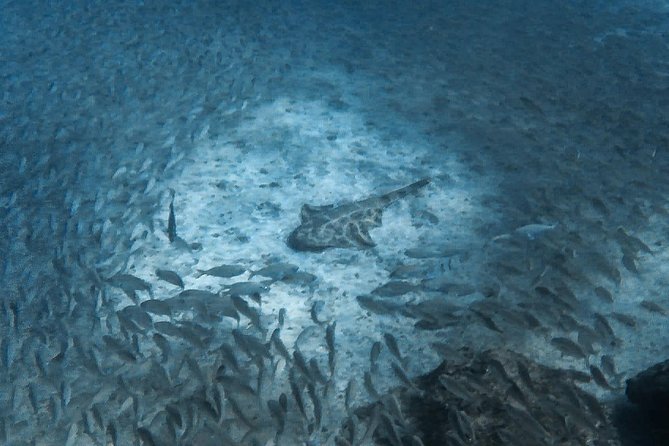 Open Water Diver Scuba Diving Course in Puerto de Mogan - Who this course is best for (and who should look elsewhere)