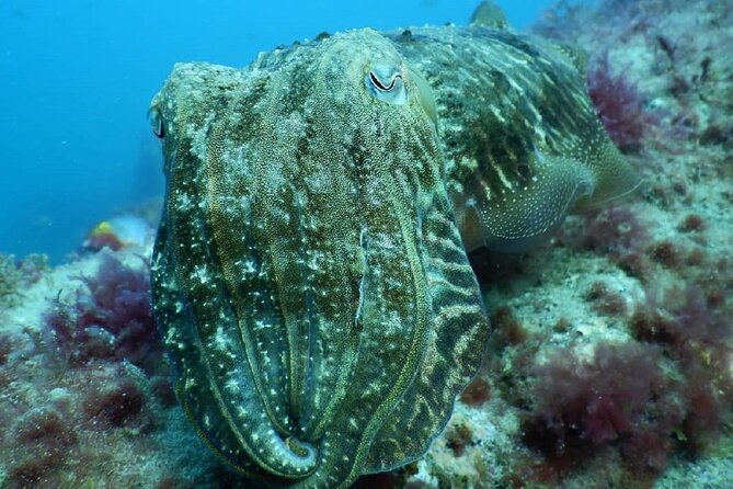 PADI Advanced Diving Course in Gran Canaria - Your Two Days Plan: 5 Underwater Sessions With Real Choice
