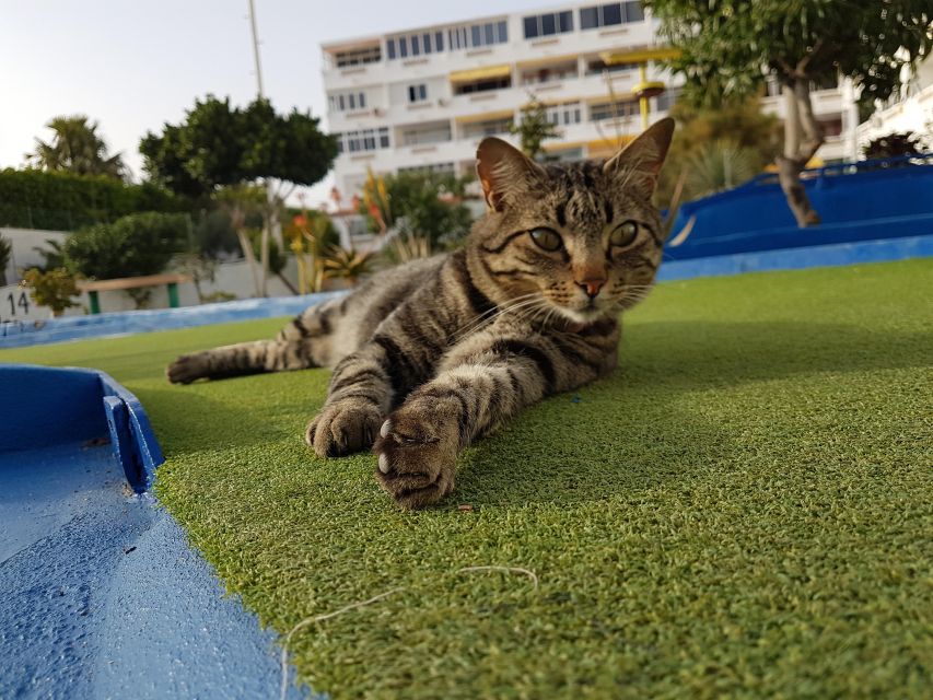 Playa del Inglés: Minigolf Taidia - Comfort on site: seating areas, cold drinks, and the shade reality