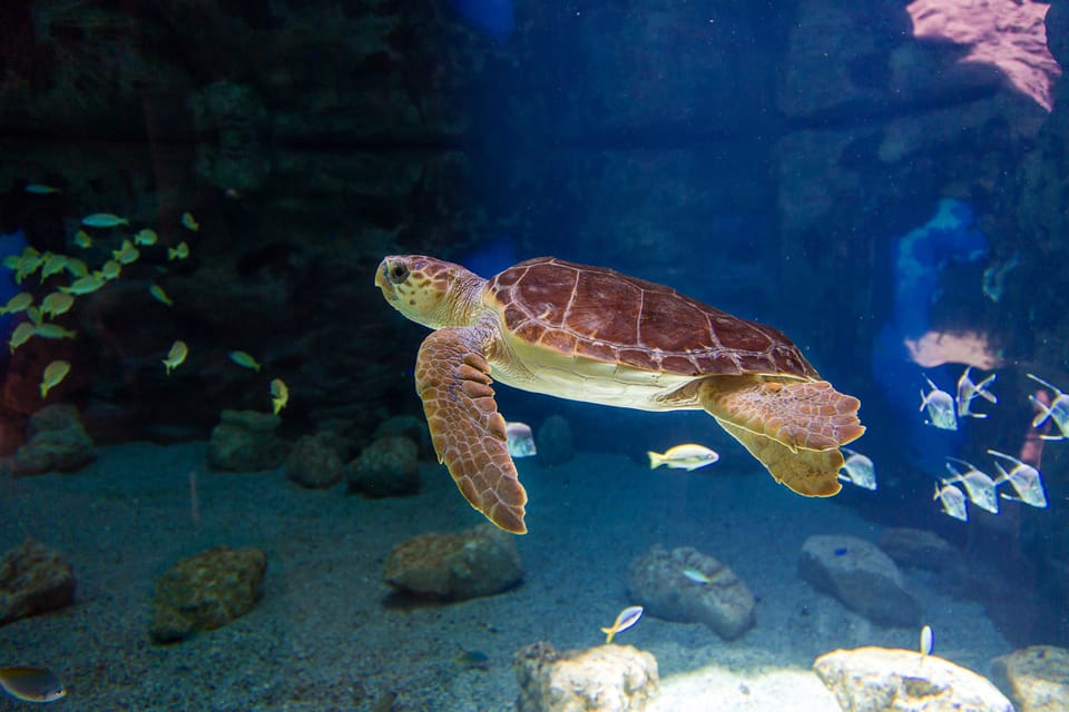 Poema del Mar Skip-the-Line Ticket - The 35 ecosystems route: how to think about the exhibits