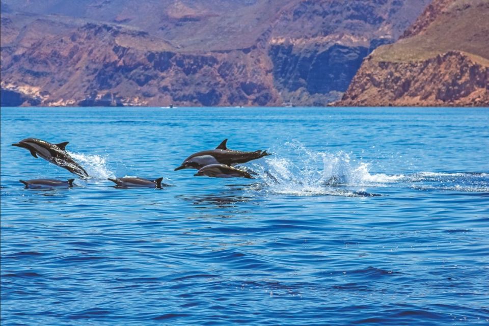 Puerto Rico de Gran Canaria: Premium Dolphin Catamaran Tour - Key Highlights You’ll Actually Care About
