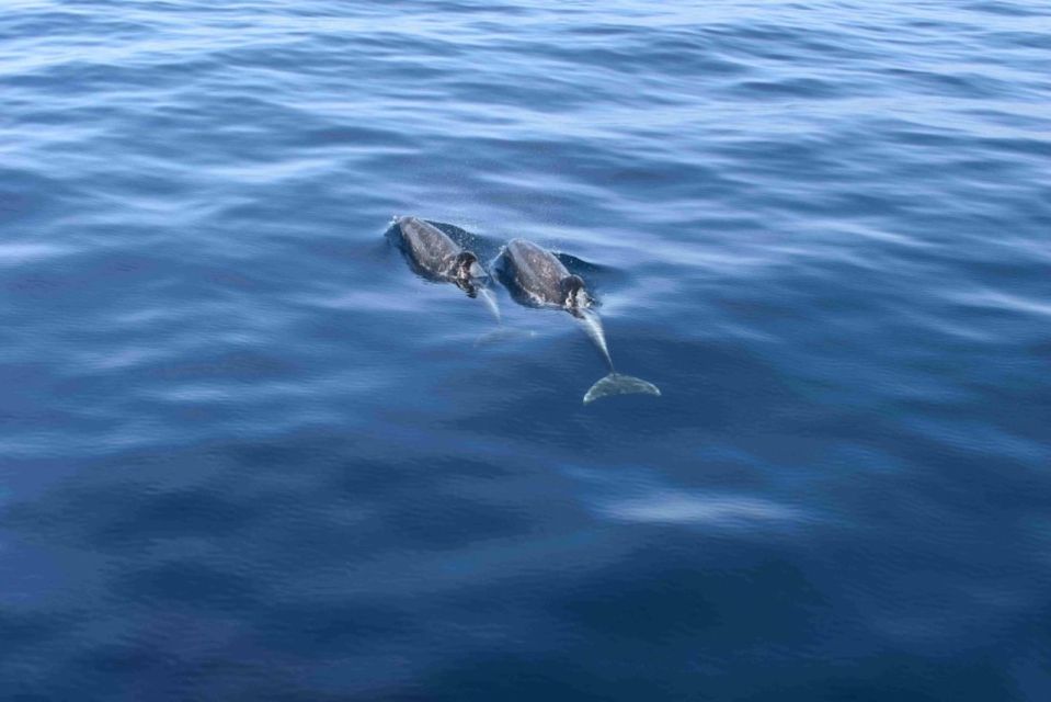 Puerto Rico de Gran Canaria: Premium Dolphin Catamaran Tour - A Premium 4-Hour Catamaran for the Warm South Coast