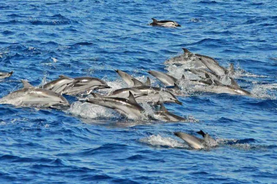 Puerto Rico de Gran Canaria: Premium Dolphin Catamaran Tour - Dolphins, Whales, and Other Ocean Neighbors: What to Expect