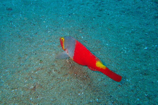 Scuba Diving Experience at Arguineguin and Puerto Rico - Key highlights you’ll actually feel