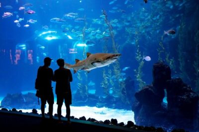 Sea and Mountain Full Day Tour with Lunch - Guayadeque canyon drive and cave restaurant lunch