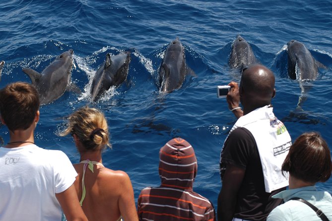 Spirit of the Sea: Cetacean sighting in Gran Canaria - The Glass-Bottom Advantage (and Its Reality Check)