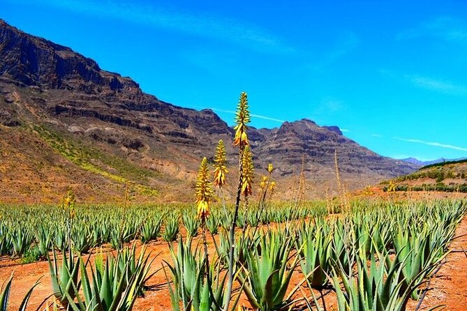 Tour to Arucas, Teror, Aloe Vera farm - Highlights - Key reasons this day trip works